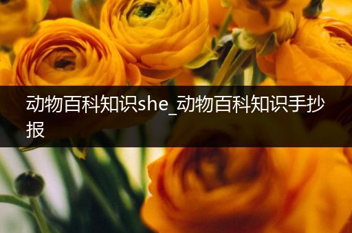 动物百科知识she_动物百科知识手抄报