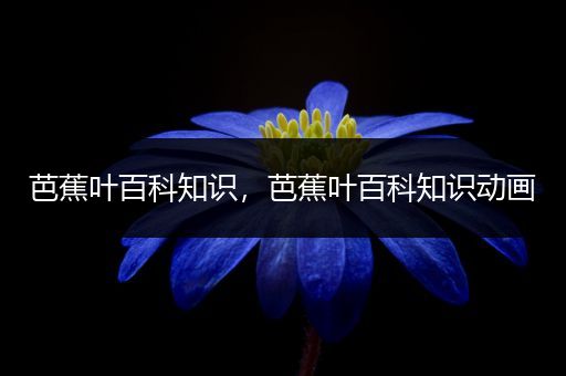 芭蕉叶百科知识，芭蕉叶百科知识动画