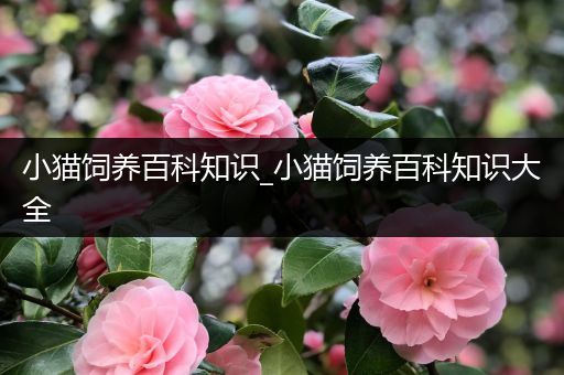 小猫饲养百科知识_小猫饲养百科知识大全