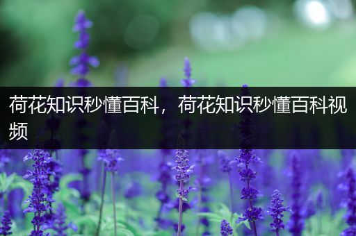 荷花知识秒懂百科，荷花知识秒懂百科视频
