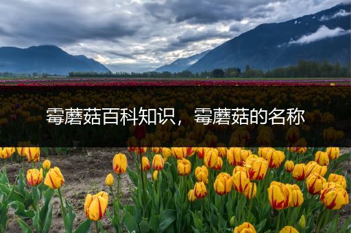 霉蘑菇百科知识，霉蘑菇的名称