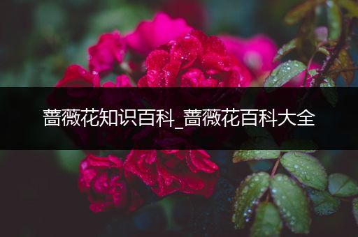 蔷薇花知识百科_蔷薇花百科大全