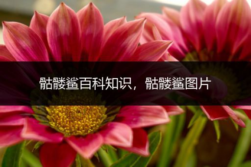 骷髅鲨百科知识，骷髅鲨图片