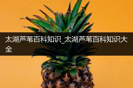 太湖芦苇百科知识_太湖芦苇百科知识大全