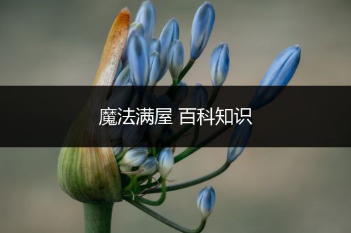 魔法满屋 百科知识