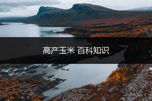 高产玉米 百科知识