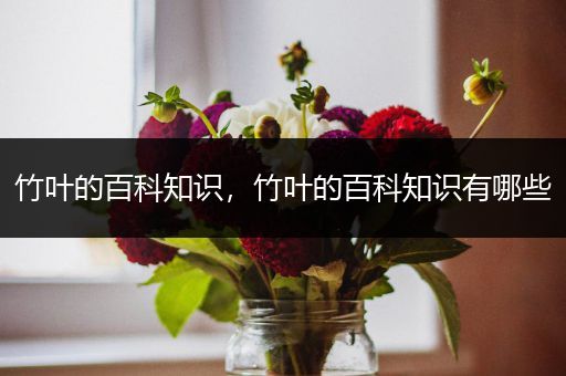 竹叶的百科知识，竹叶的百科知识有哪些