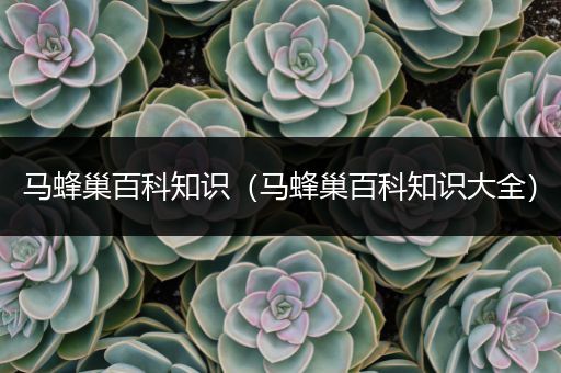 马蜂巢百科知识（马蜂巢百科知识大全）