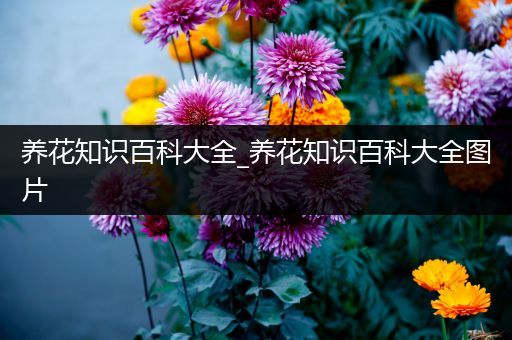 养花知识百科大全_养花知识百科大全图片