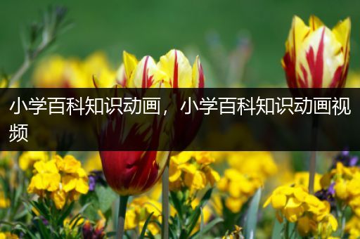 小学百科知识动画，小学百科知识动画视频