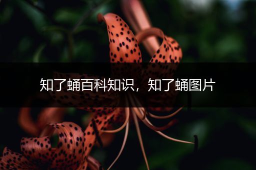 知了蛹百科知识，知了蛹图片