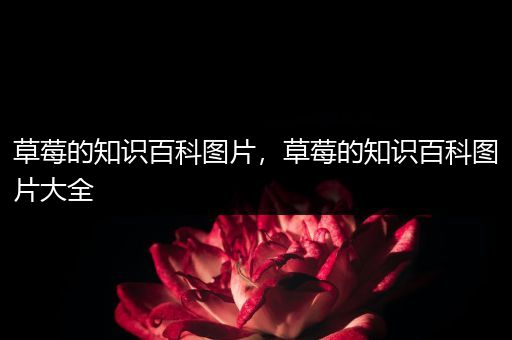草莓的知识百科图片，草莓的知识百科图片大全