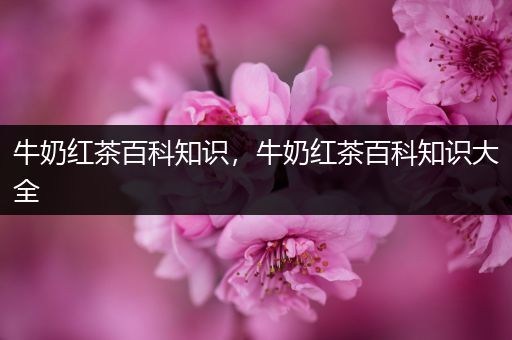 牛奶红茶百科知识，牛奶红茶百科知识大全