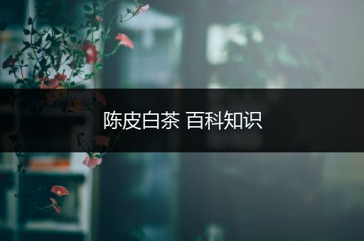 陈皮白茶 百科知识