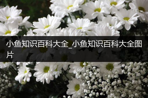 小鱼知识百科大全_小鱼知识百科大全图片