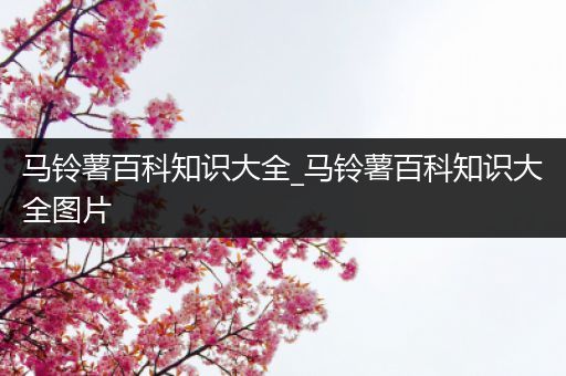 马铃薯百科知识大全_马铃薯百科知识大全图片