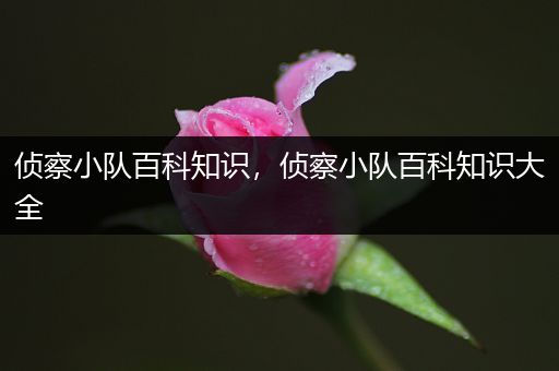 侦察小队百科知识，侦察小队百科知识大全