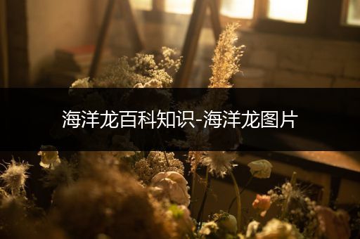 海洋龙百科知识-海洋龙图片