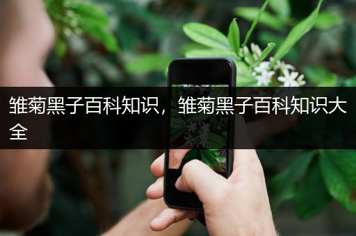 雏菊黑子百科知识，雏菊黑子百科知识大全