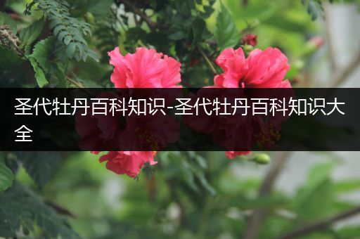 圣代牡丹百科知识-圣代牡丹百科知识大全