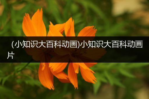 （小知识大百科动画)小知识大百科动画片
