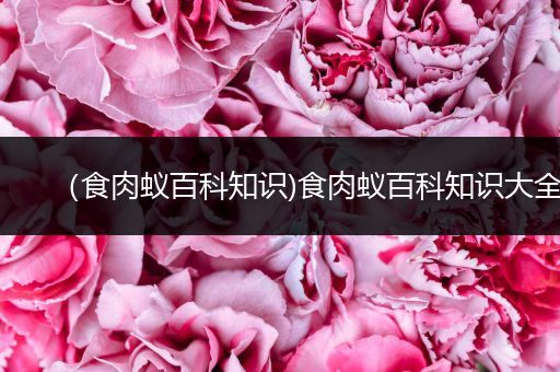 （食肉蚁百科知识)食肉蚁百科知识大全