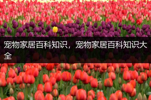 宠物家居百科知识，宠物家居百科知识大全