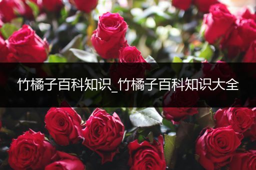竹橘子百科知识_竹橘子百科知识大全