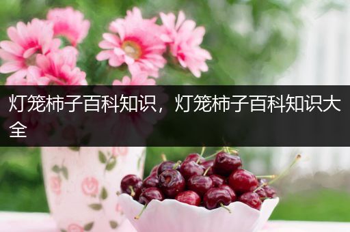 灯笼柿子百科知识，灯笼柿子百科知识大全