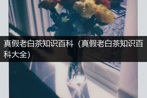 真假老白茶知识百科（真假老白茶知识百科大全）